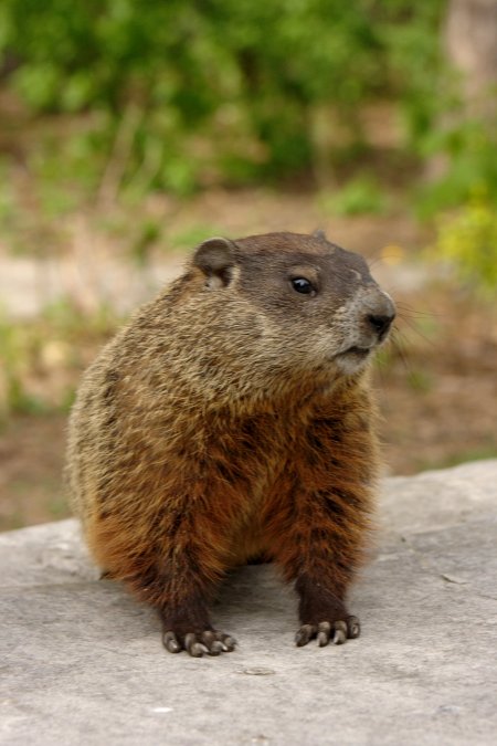 Marmota monax