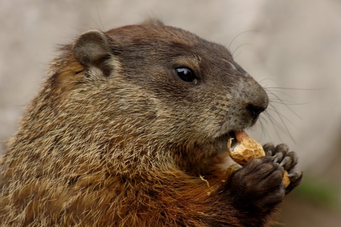 Marmota monax