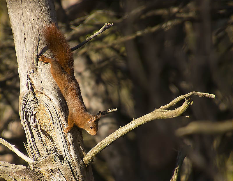 Esquirol (Sciurus vulgaris)