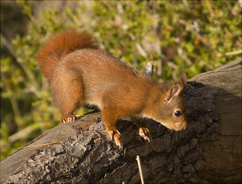 Esquirol (Sciurus vulgaris)