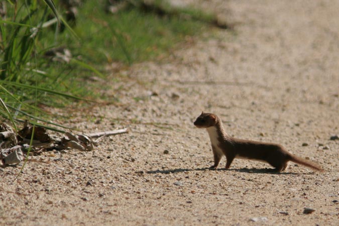 Mustela (mustela mustela)