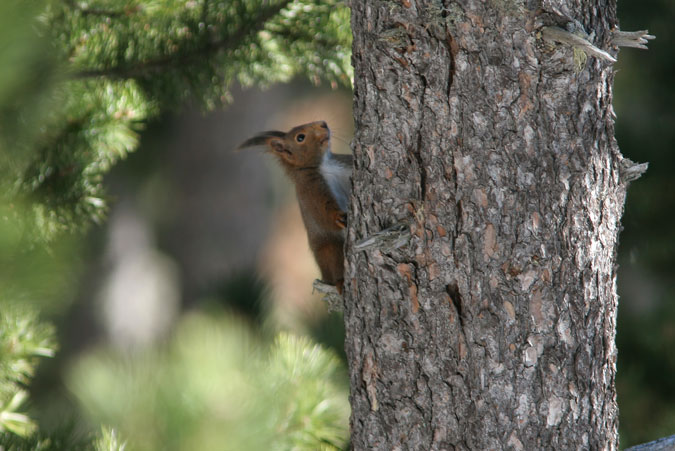 Esquirol.Sciurus vulgaris.