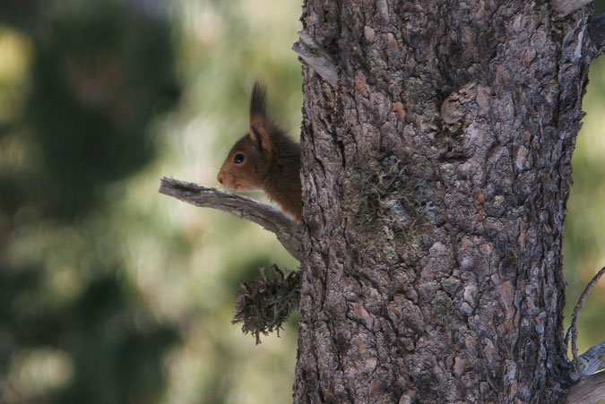 Esquirol.Sciurus vulgaris.