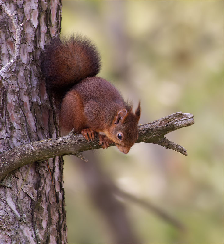 Esquirol (Sciurus vulgaris)