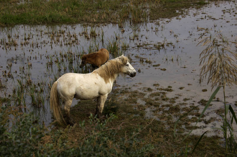 Cavalls de la Camarga