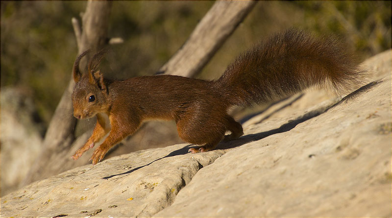 Esquirol (Sciurus vulgaris)