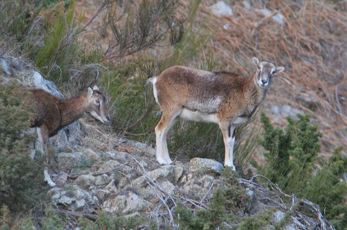 Mufló femella.Ovis musimon