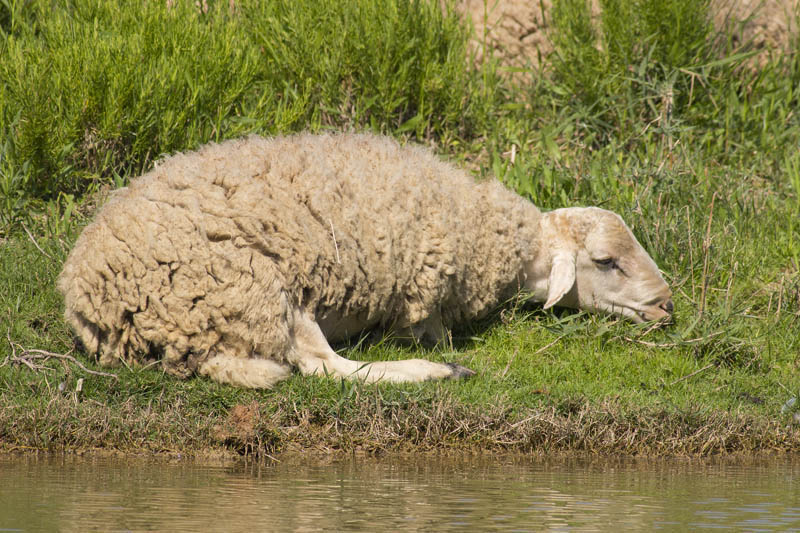 Molta calor i repòs