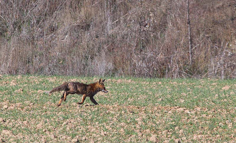 Guineu (Vulpes vulpes)