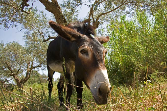 Ase (Equus asinus)