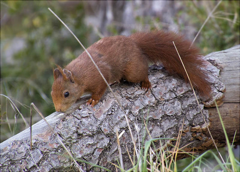 Esquirol (Sciurus vulgaris)