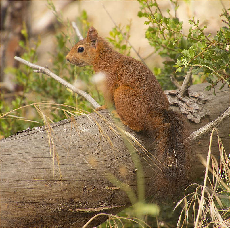 Esquirol (Sciurus vulgaris)