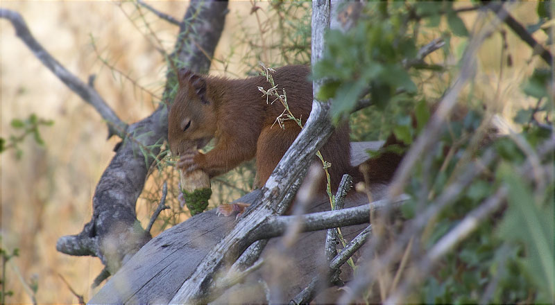 Esquirol rossegant una pinya