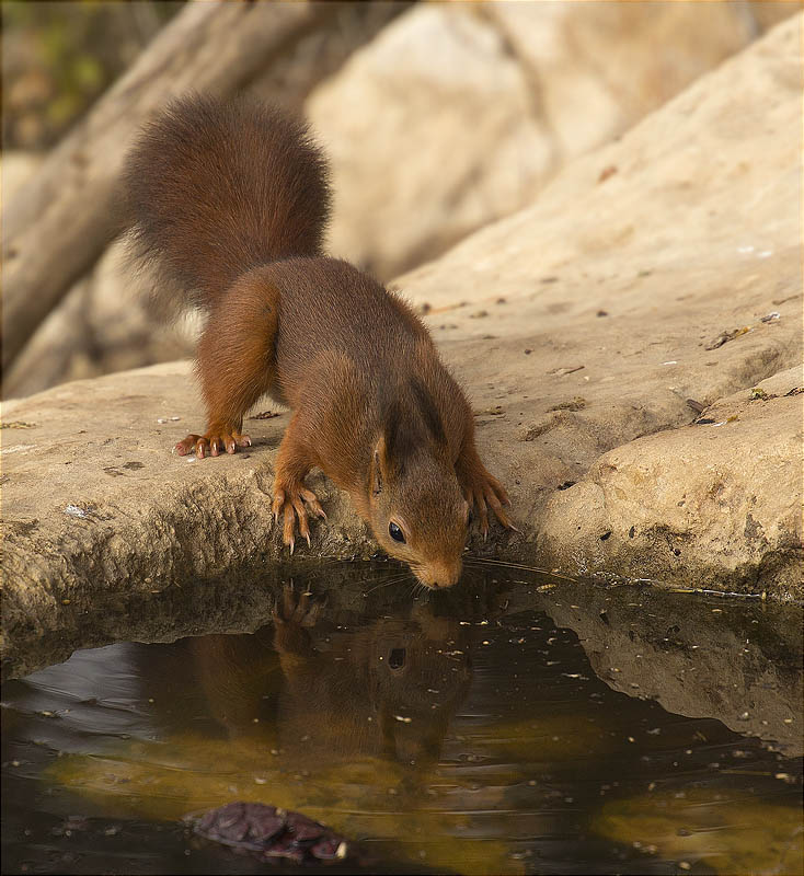 Esquirol (Sciurus vulgaris)