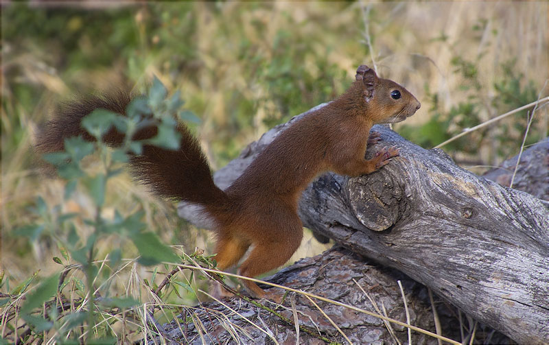 Esquirol (Sciurus vulgaris)n