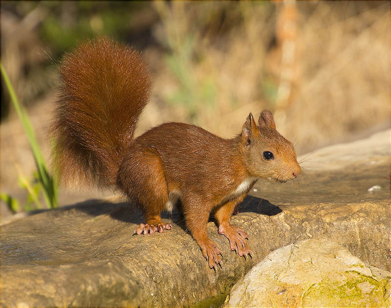 Esquirol (Sciurus vulgaris)n