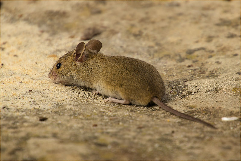 Ratolí de bosc (Apodemus sylvaticus)