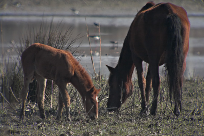 Cavall(Equus caballus)