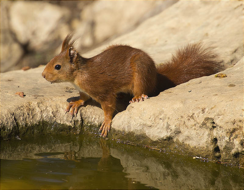 Esquirol (Sciurus vulgaris)