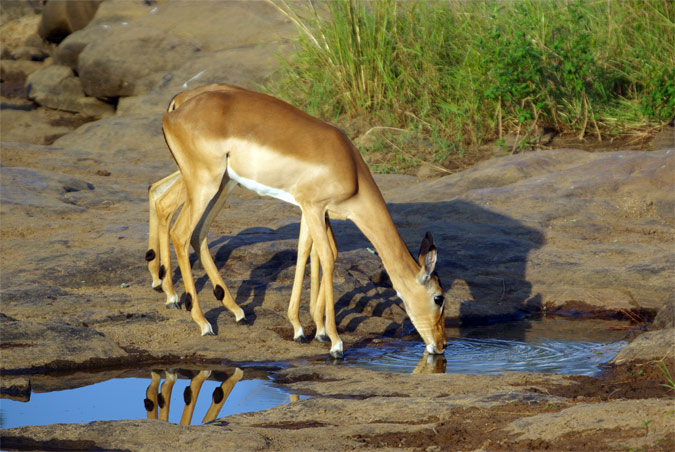 Impala femella