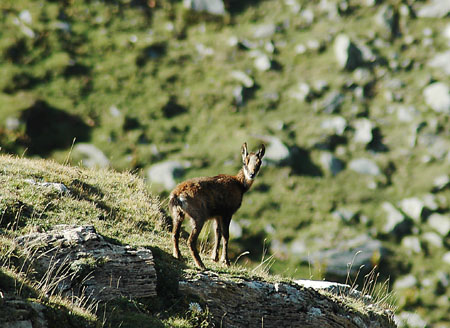 Isard, rebeco, sàrrio (Rupicapra rupicapra Pyrenaica)