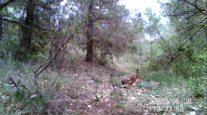 Fotoparany a Vallbona: LLebre ensumant de dia