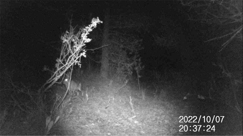 Fotoparany a Vallbona: LLebre atenta al capvespre