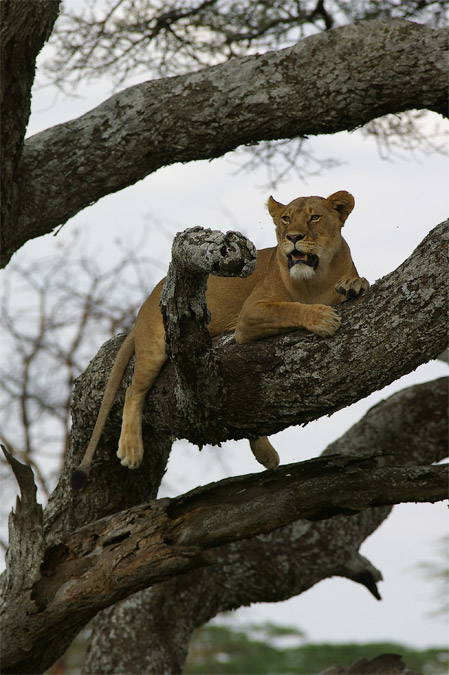 Lleona en arbre