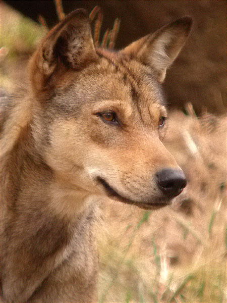 Llop (Canis lupus)