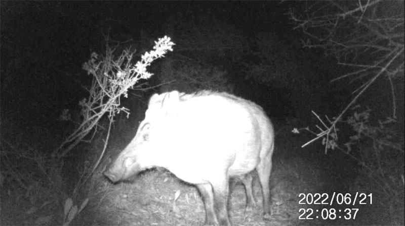 Fotoparany a Vallbona: Senglar solitari atent de nit