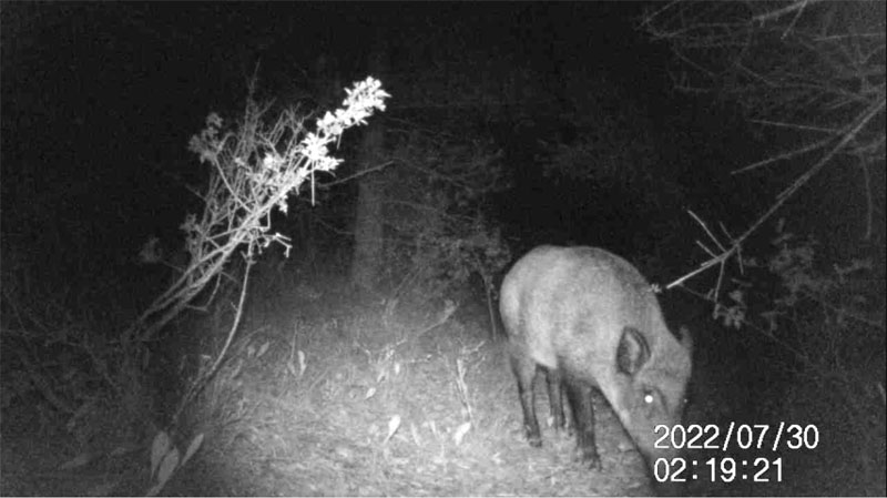 Fotoparany a Vallbona: Senglar solitari ensumant de nit