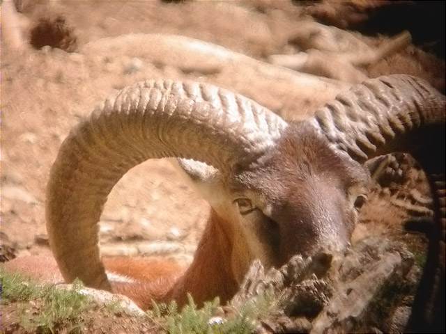 Ulls que em miren,mufló (Ovis musimon)