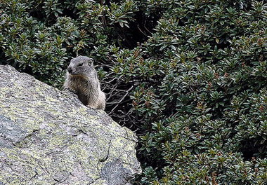 Marmota. Marmota común (Marmota marmota)