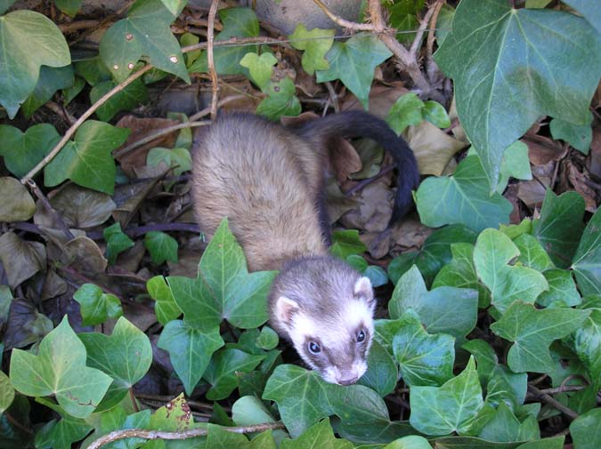 Hurón Domestico (Putorius p. furo)