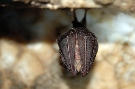 Rat penat de ferradura petit (Rhinolophus hipposideros)