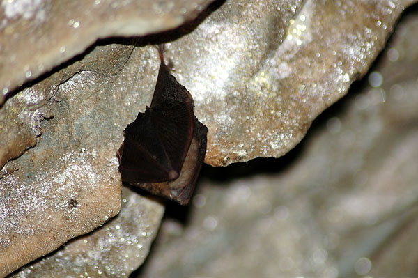 Rat-penat de ferradura petit (Rhinolophus hipposideros)