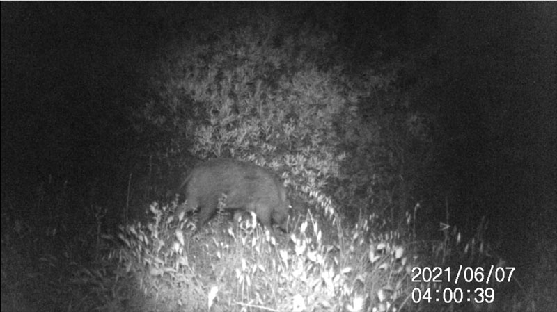 Fotoparany a Vallbona: Senglar solitari