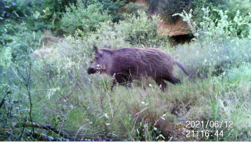 Fotoparany a la Vall d'Àger: Senglar  solitari