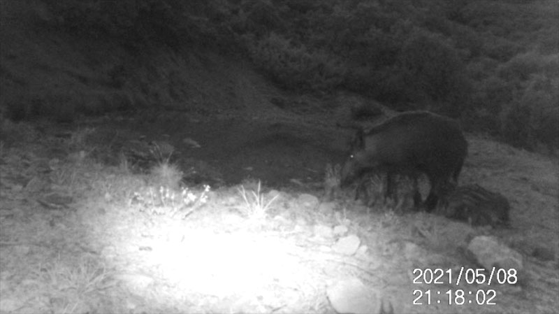 Fotoparany al Montsec: Femella de senglar amb garrins