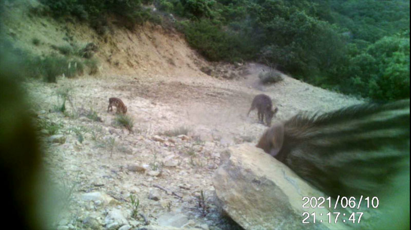 Fotoparany al Montsec: Garrí rascant-se en una pedra