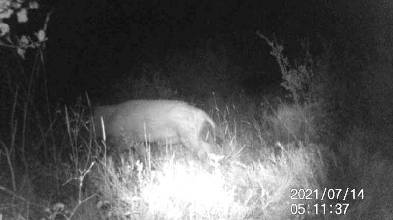 Fotoparany a la Vall d'Àger: Femella de senglar seguida per garrins de nit 1/2