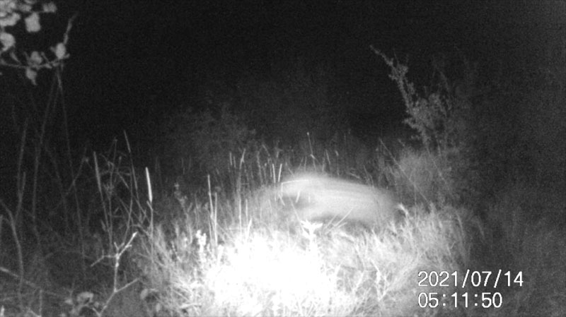 Fotoparany a la Vall d'Àger: Femella de senglar seguida per garrins de nit 2/2