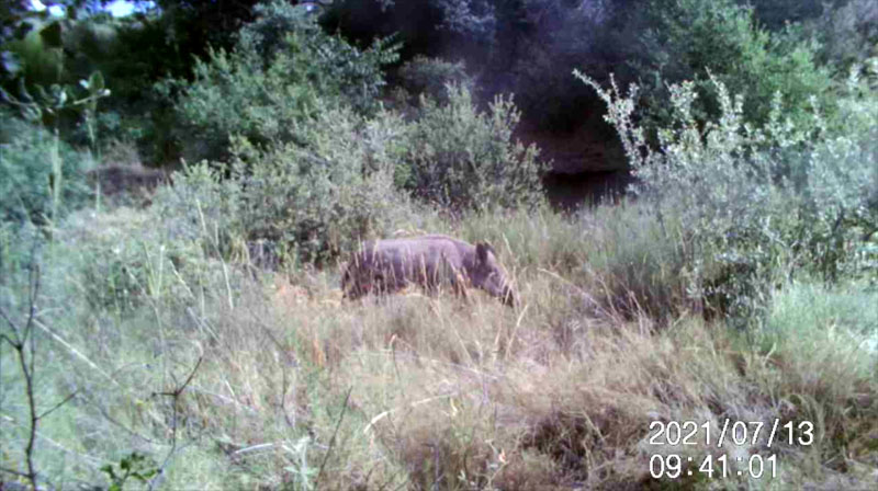 Fotoparany a la Vall d'Àger: Femella de senglar seguida per garrins de dia 1/2