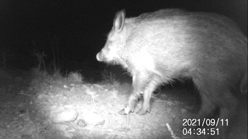 Fotoparany al Montsec: Garrí de nit