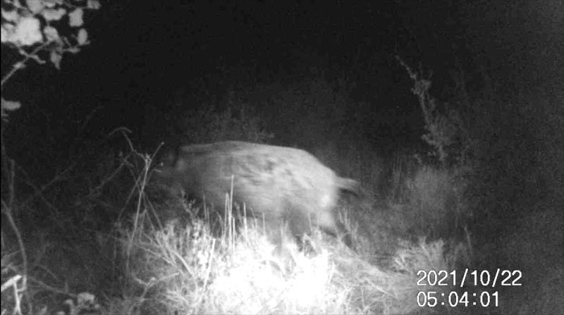 Fotoparany a la Vall d'Àger: Senglar solitari