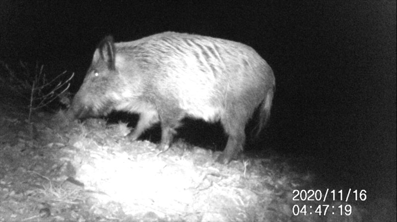 Fotoparany al Montsec: Senglar solitari