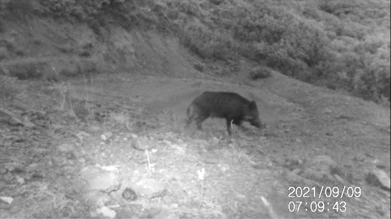 Fotoparany al Montsec: Senglar solitari a l'alba