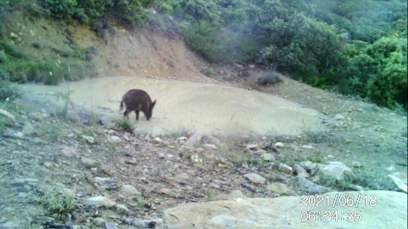 Fotoparany al Montsec: Senglar solitari bevent