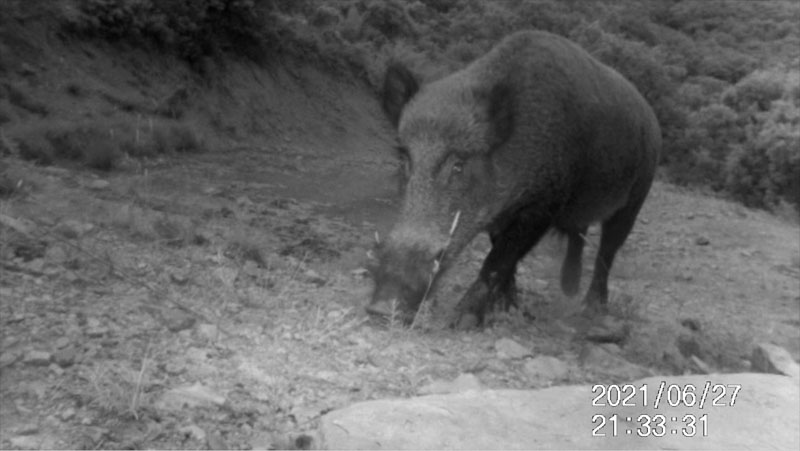 Fotoparany al Montsec: Senglar solitari al capvespre