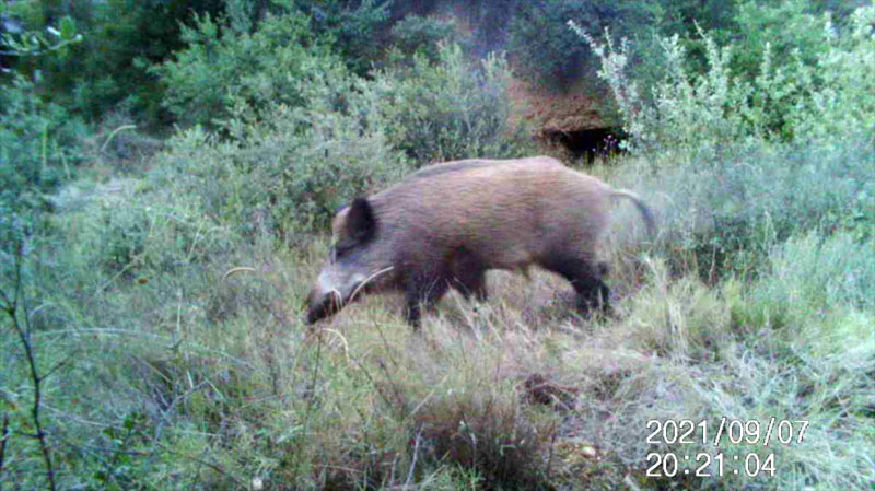 Fotoparany a la Vall d'Àger: Senglar solitari